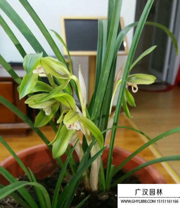 春蘭