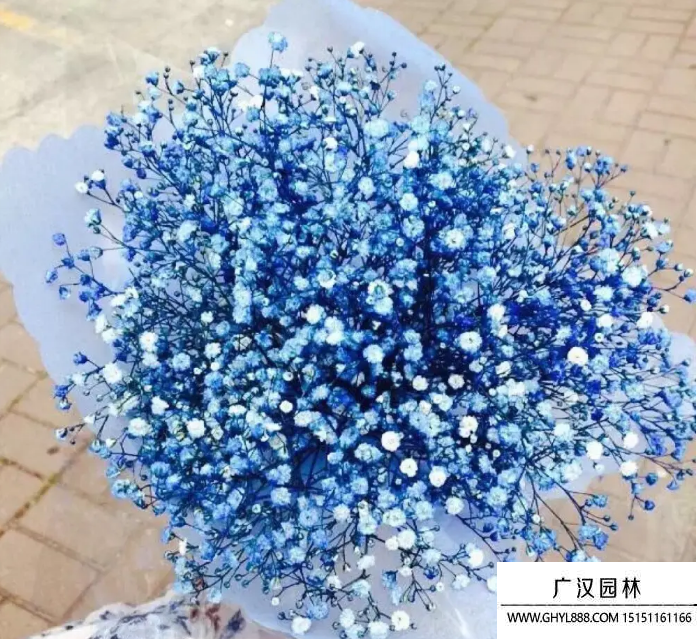 藍色滿天星