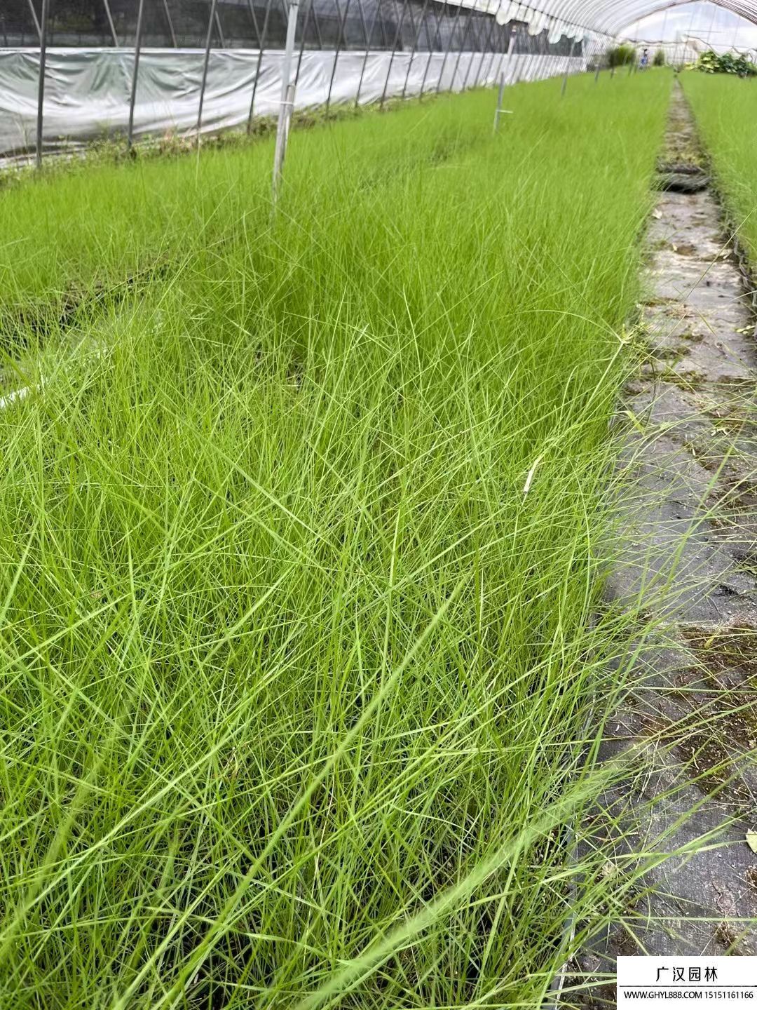粉黛亂子草