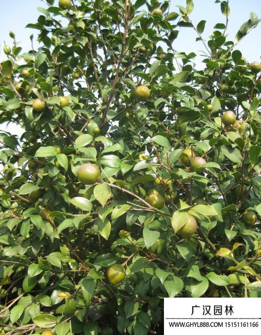 油茶樹