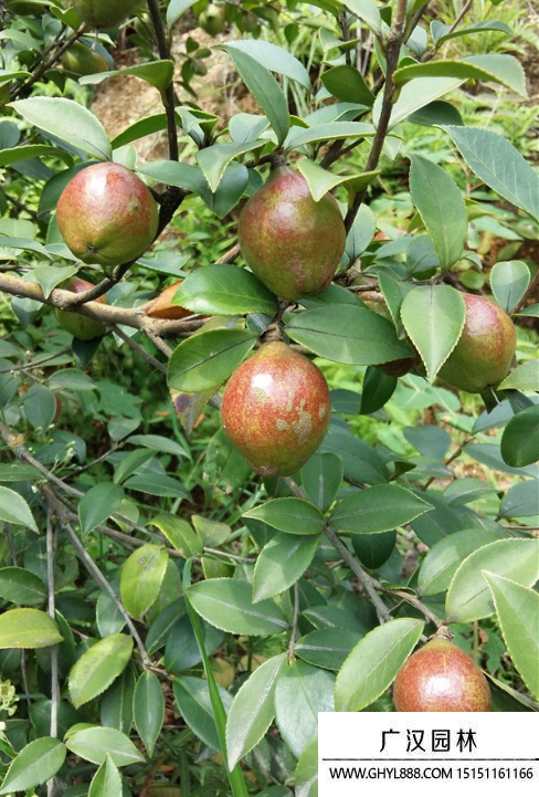 油茶樹