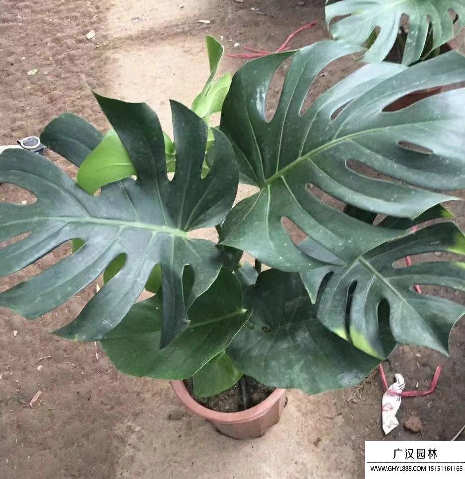 龜背竹 