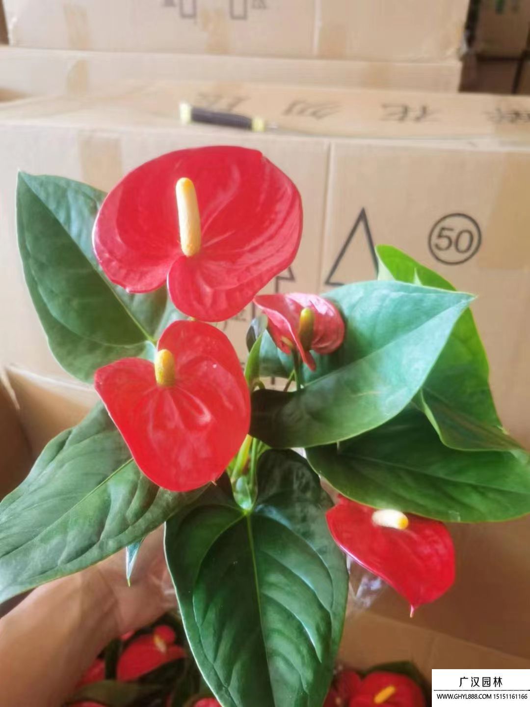 紅掌 