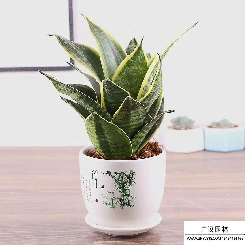 虎皮蘭