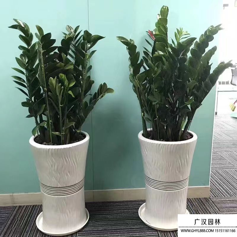 金錢樹