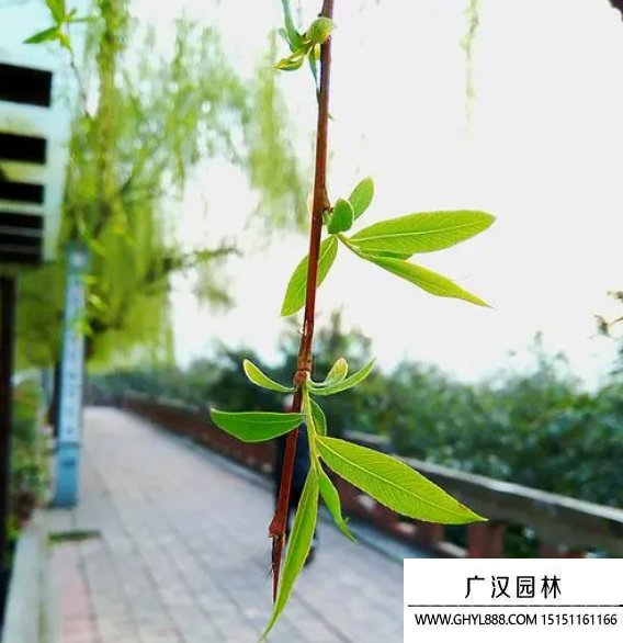 垂楊柳