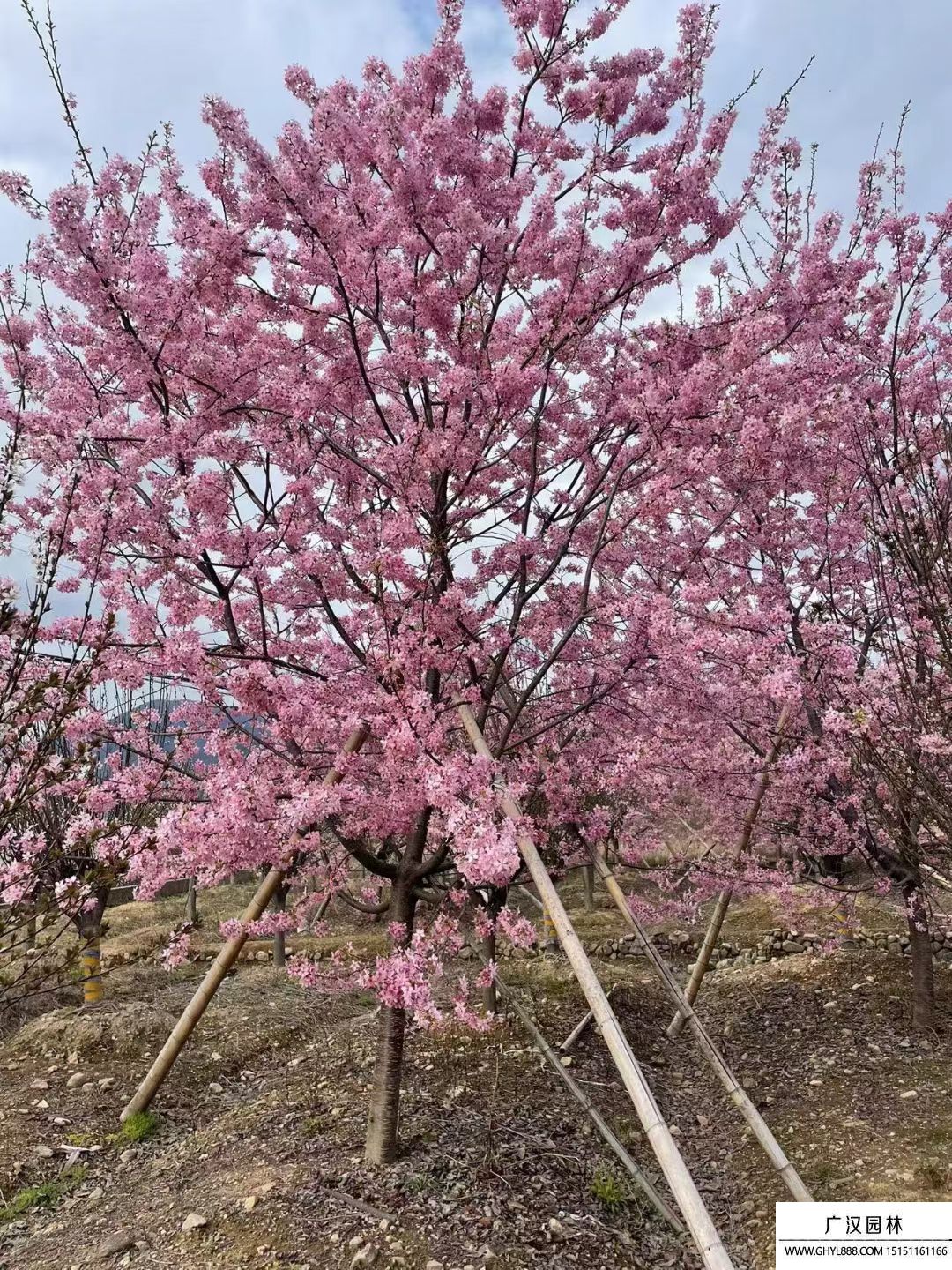 櫻花
