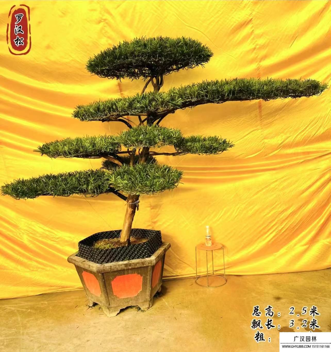 造型羅漢松