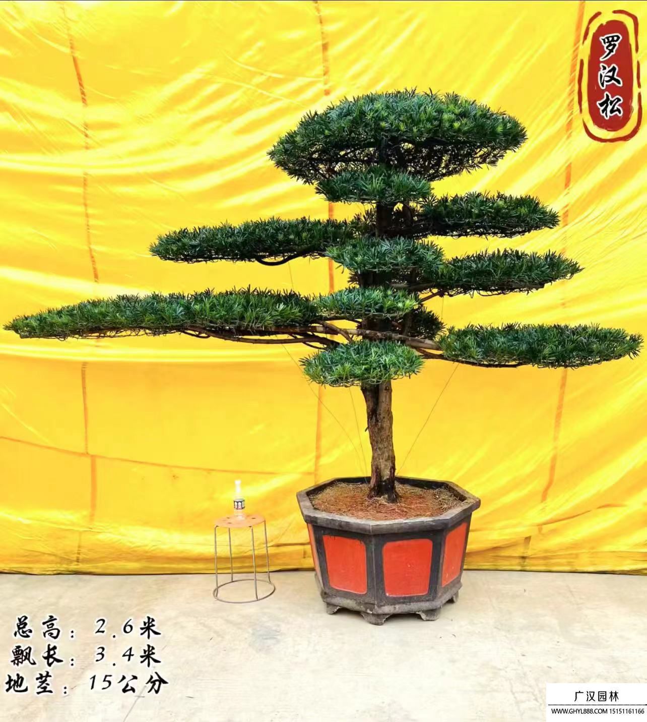 造型羅漢松