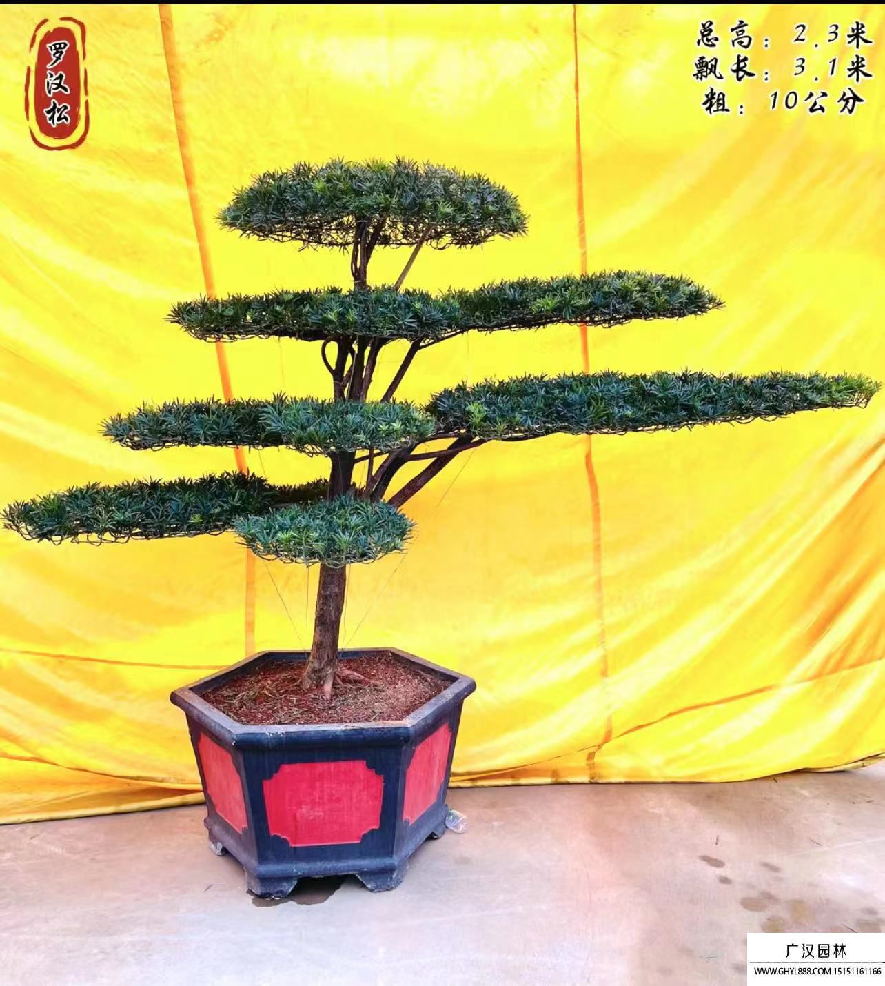 造型羅漢松