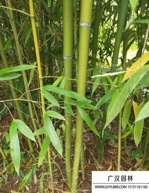 鵝毛竹