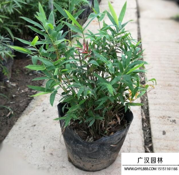 鵝毛竹