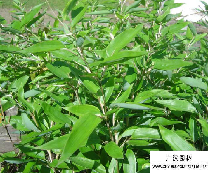 鵝毛竹