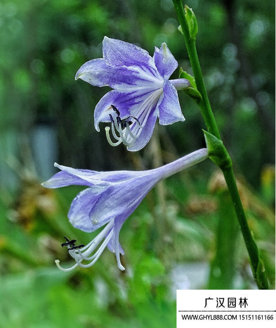東北玉簪