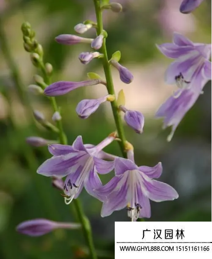 東北玉簪