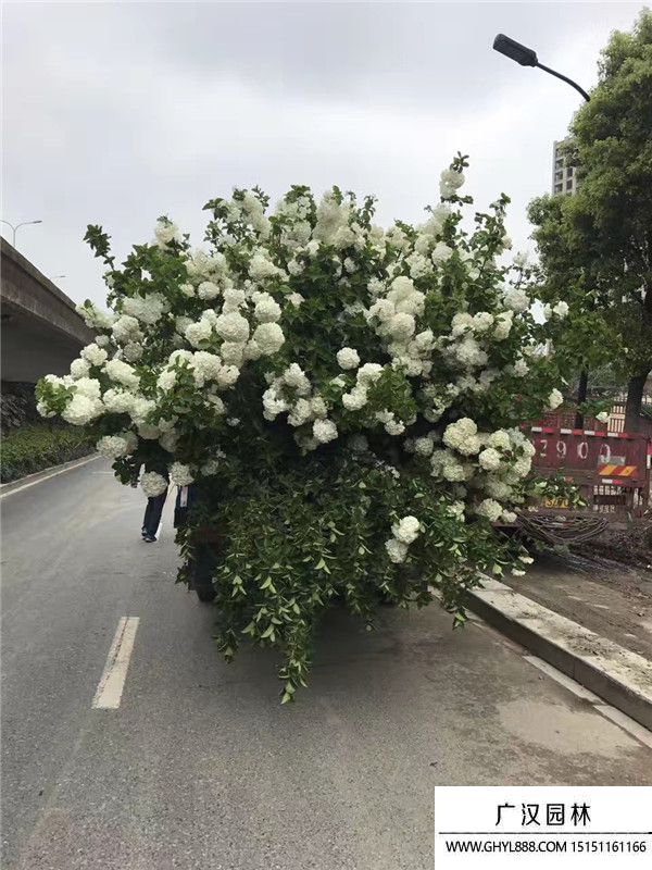 木繡球花