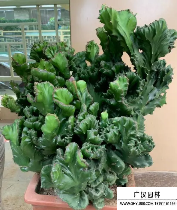 玉麒麟