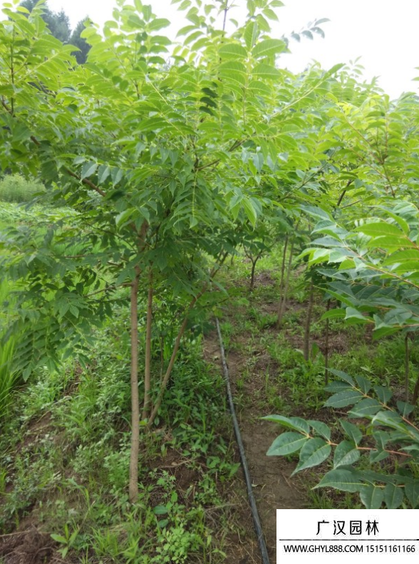 黃菠蘿樹
