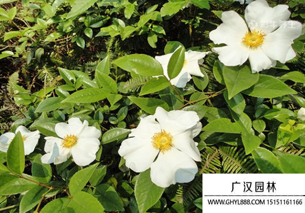 金櫻子