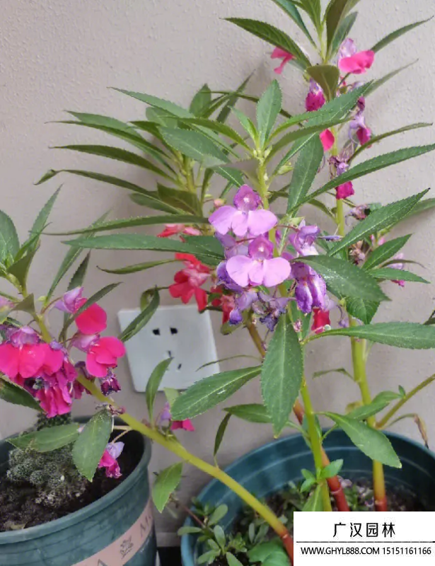 丁香鳳仙花