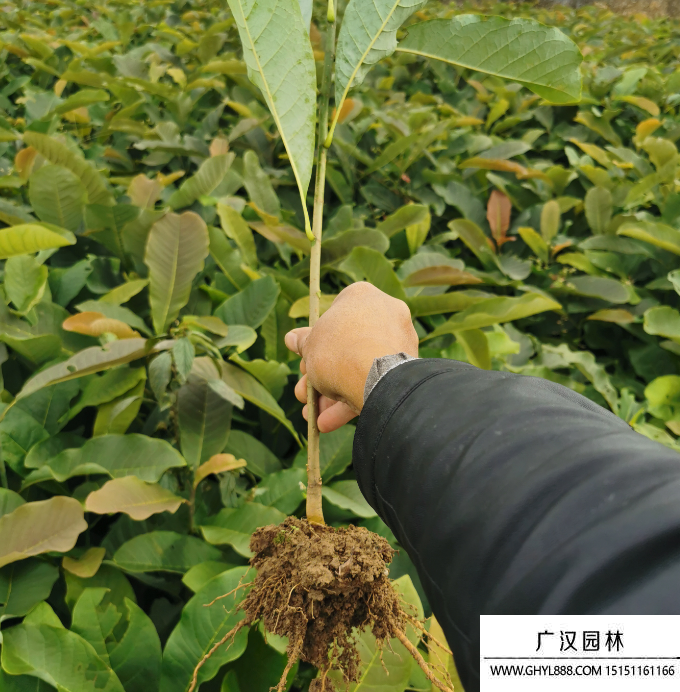 厚樸樹