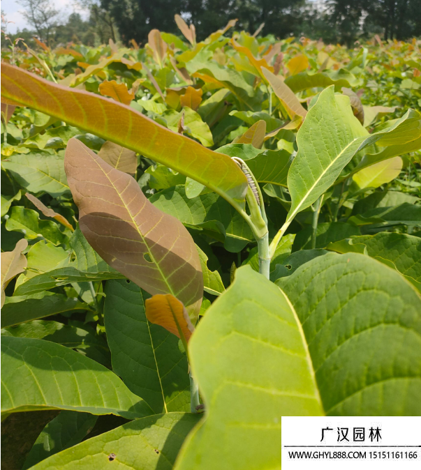 厚樸樹