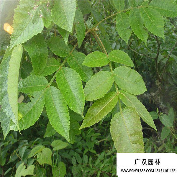 鹽膚木