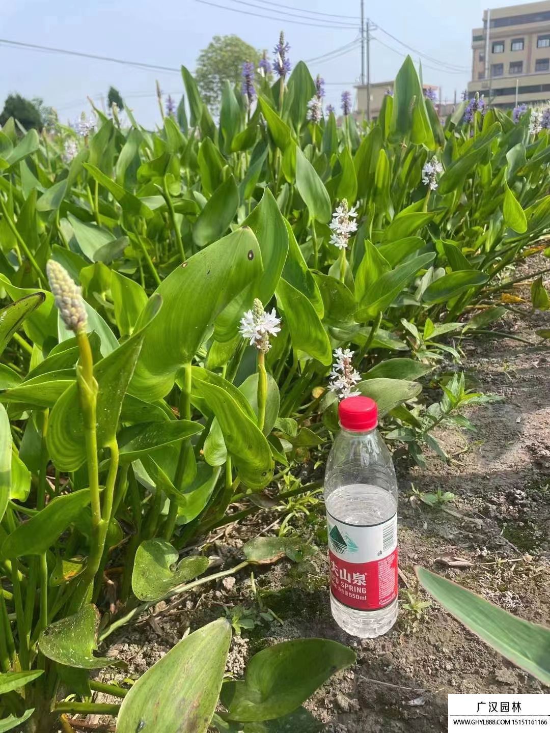 梭魚草