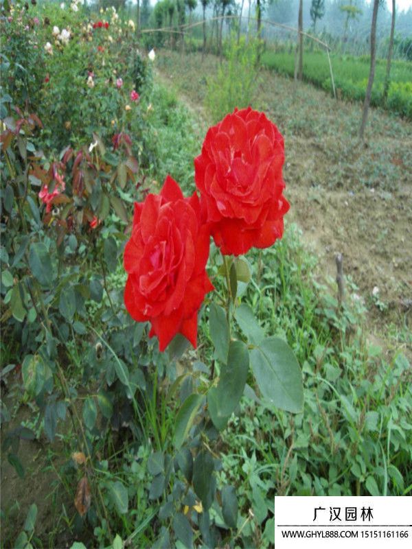 黃帽月季