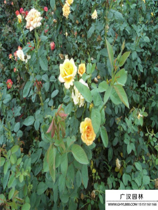 黃帽月季