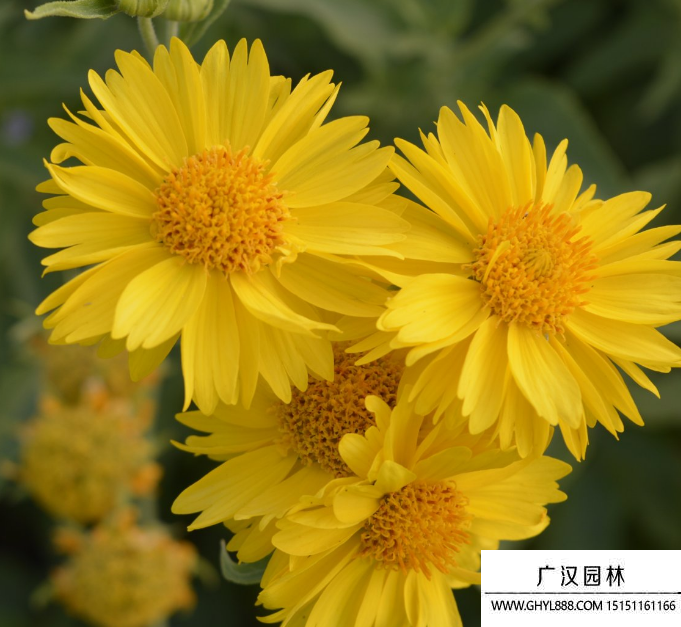 黃菊花