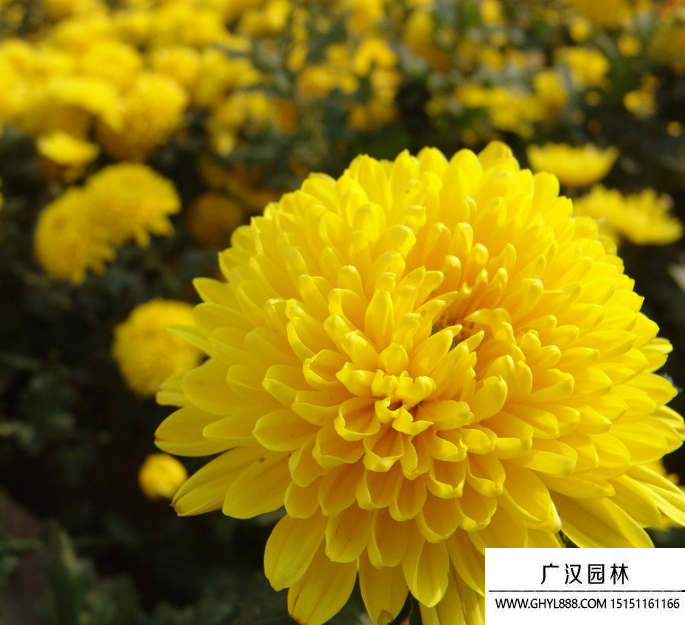 黃菊花