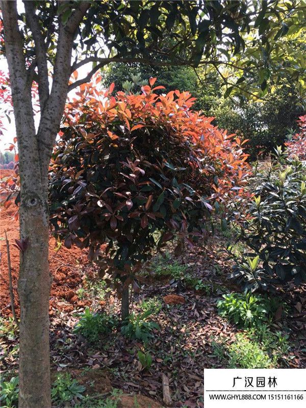 紅葉石楠球