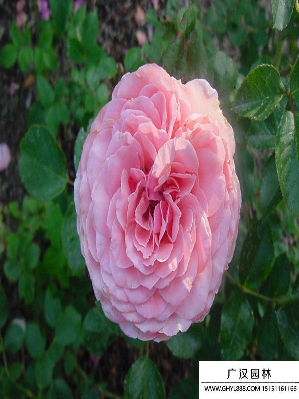 豐花月季