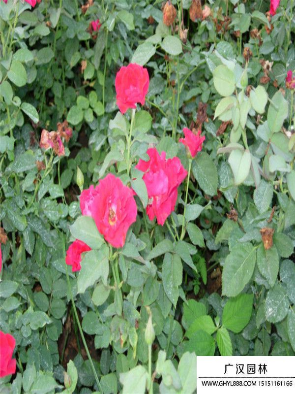 豐花月季