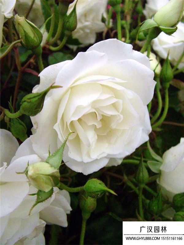豐花月季
