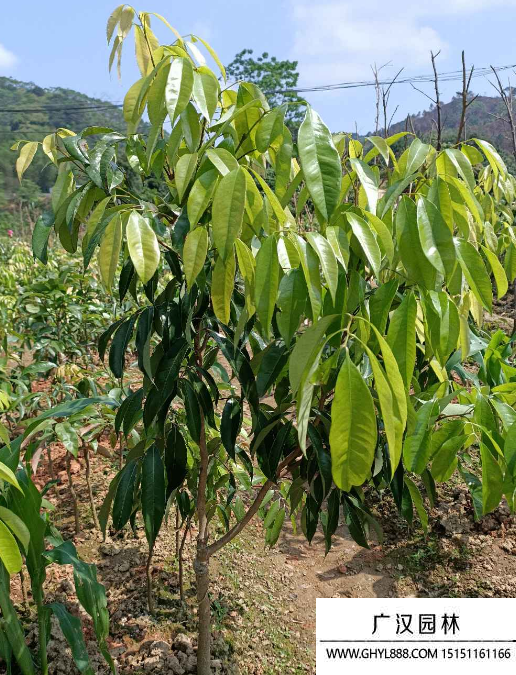 夏威夷果樹