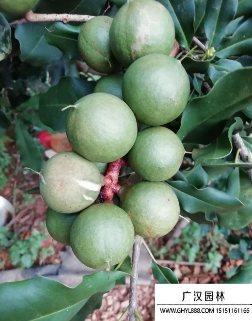 夏威夷果樹