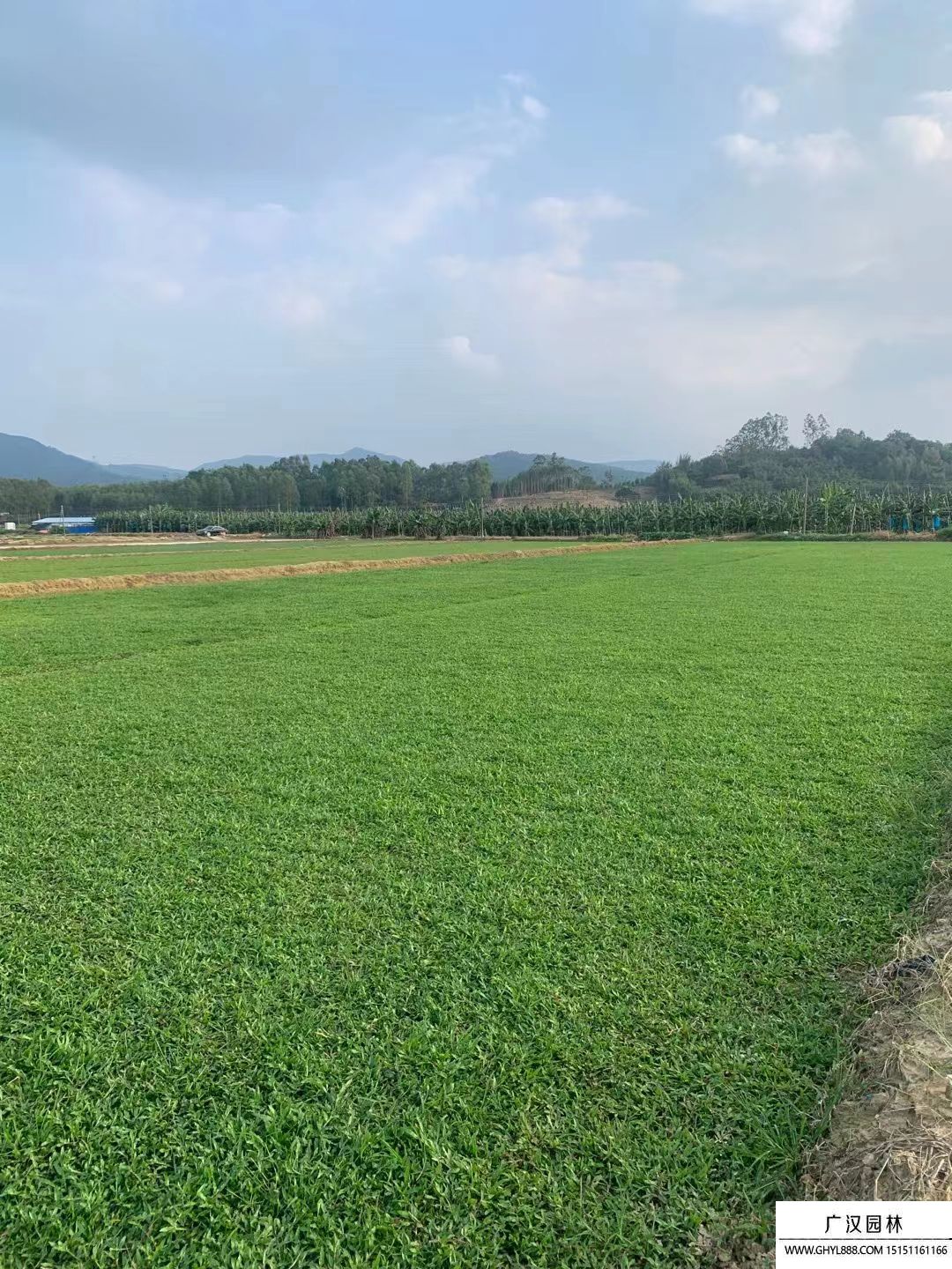 大葉油草