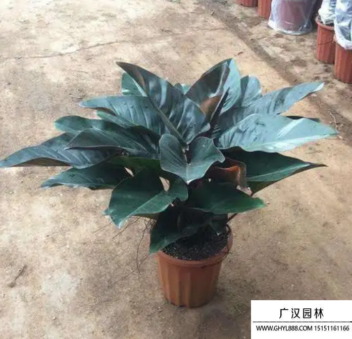 大葉金鉆