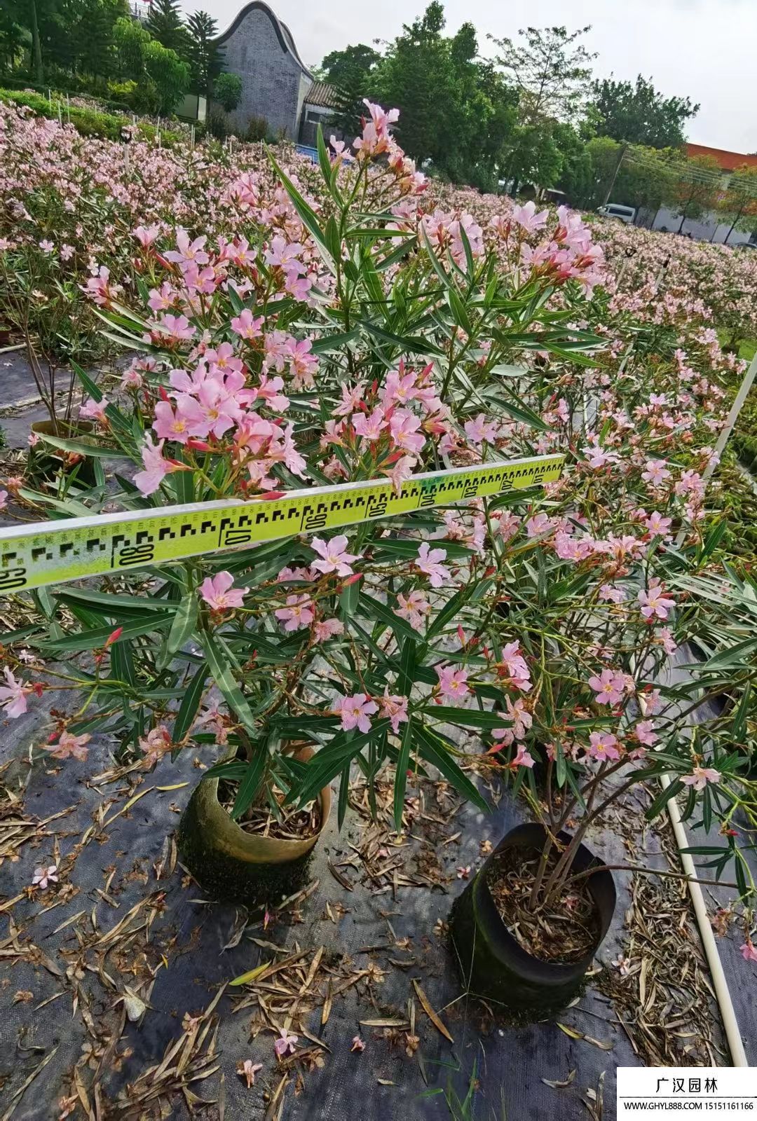 夾竹桃