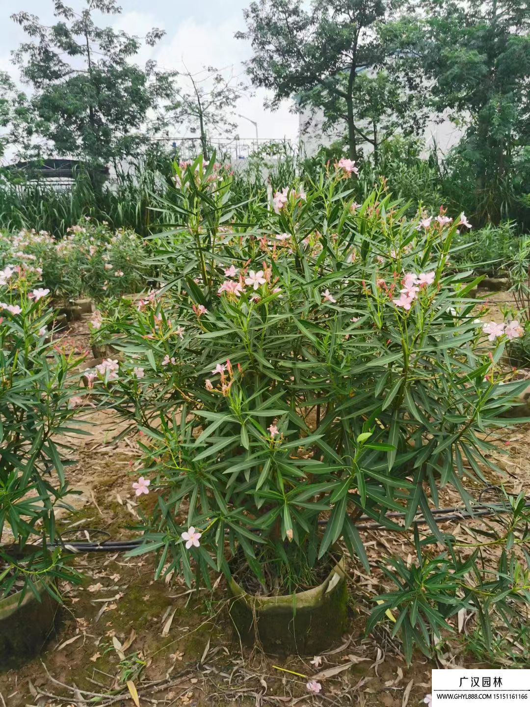 夾竹桃 
