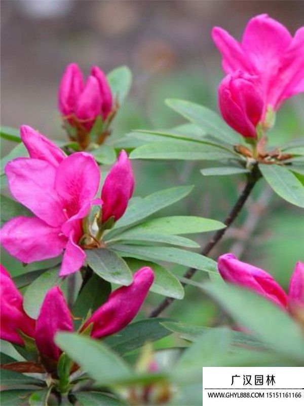 春鵑
