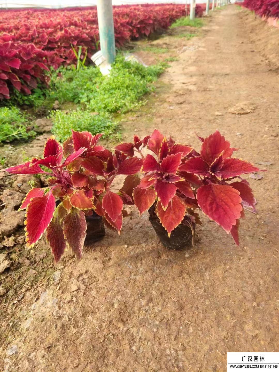 彩葉草 