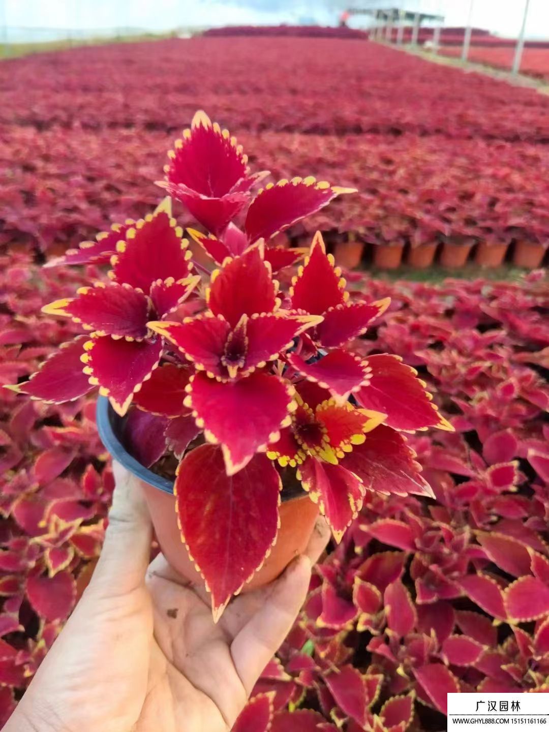 彩葉草
