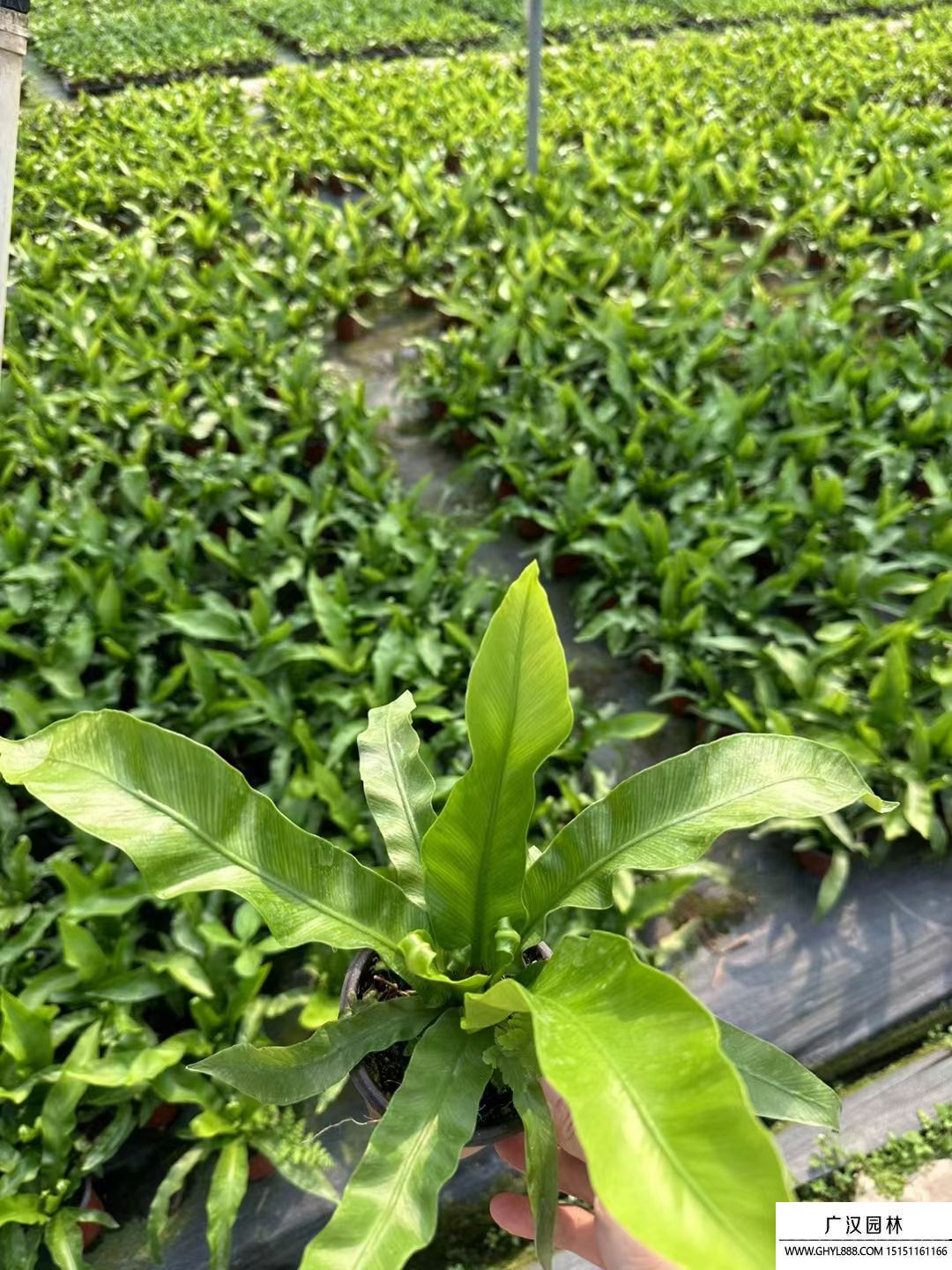 鳥巢蕨