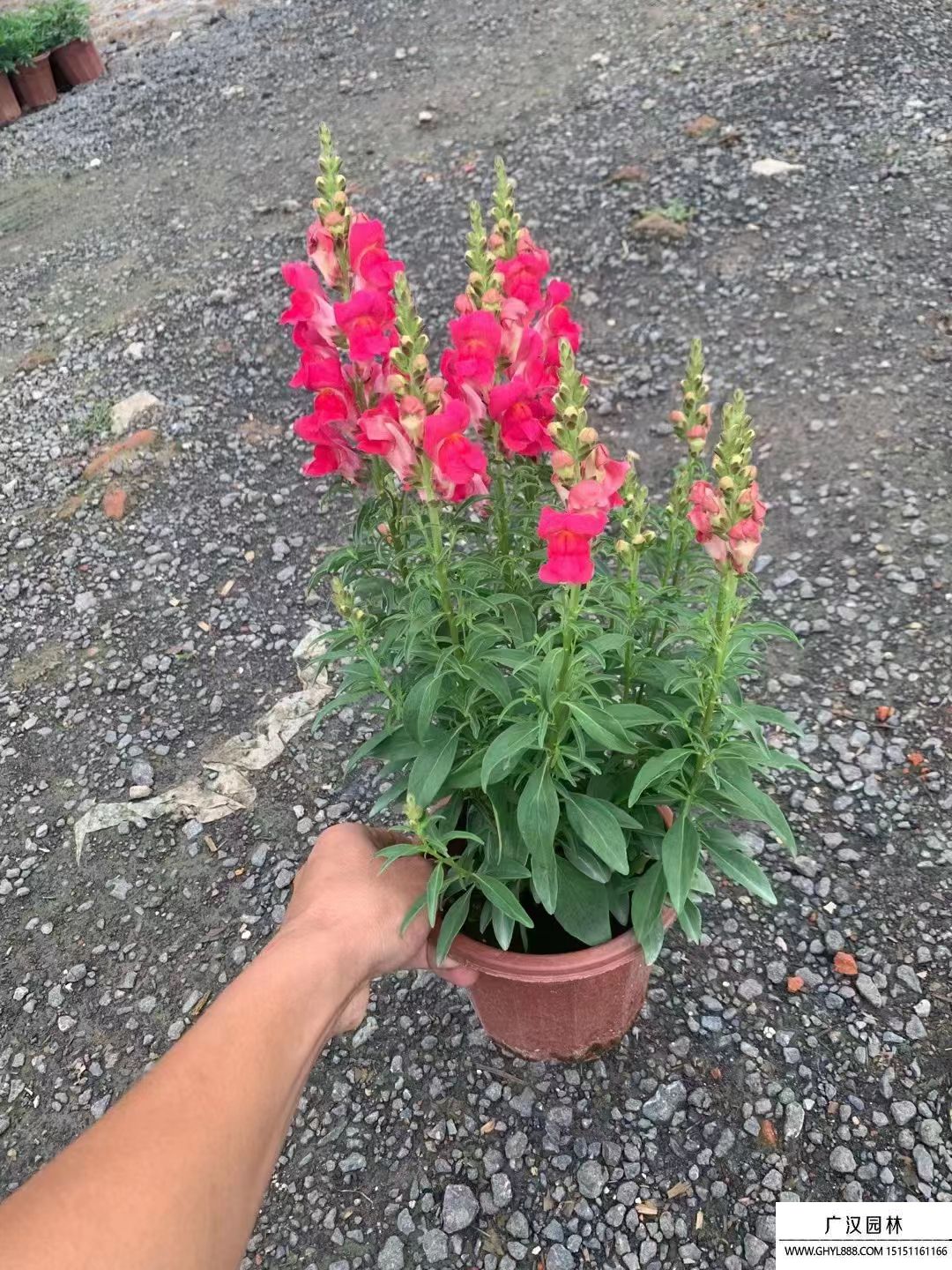金魚草 