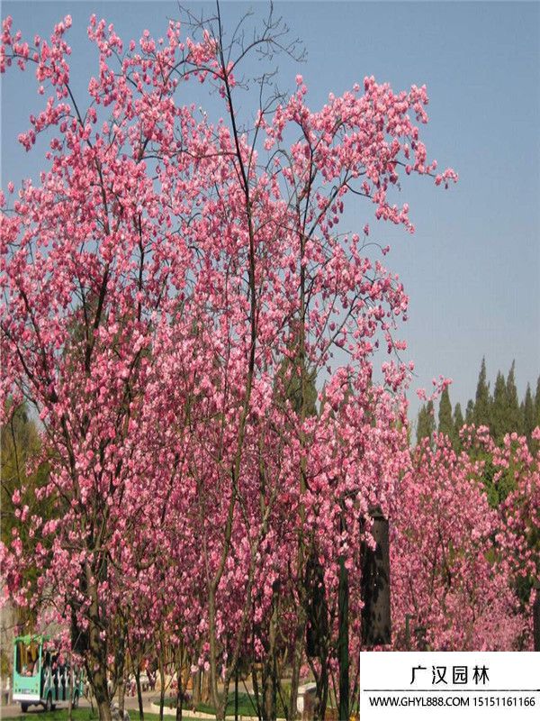 云南櫻花
