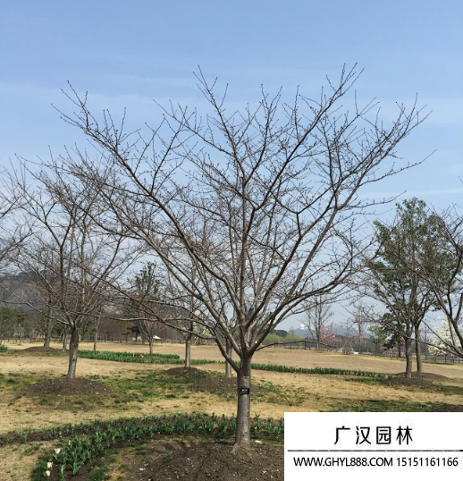 日本早櫻