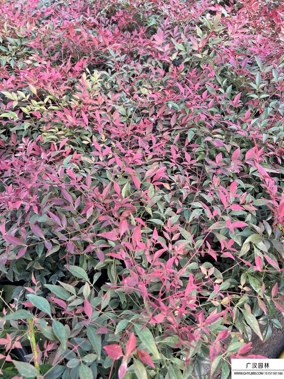 紅寶石南天竹
